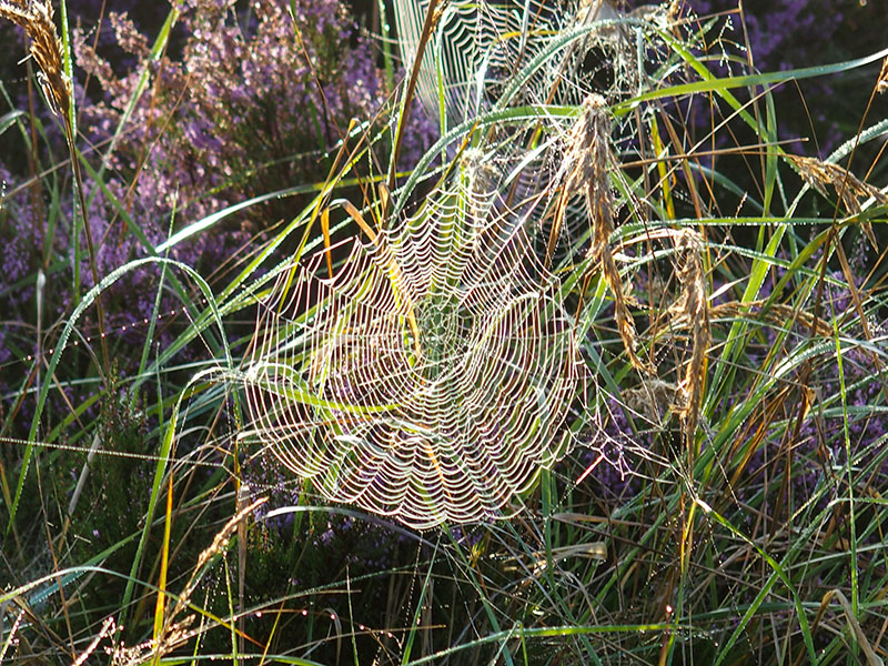 Het is bij de wilde spinnen af op de Renderklippen